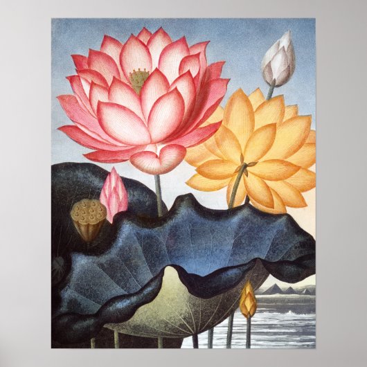 Die heilige ägyptische Bohne Poster (Vorne)