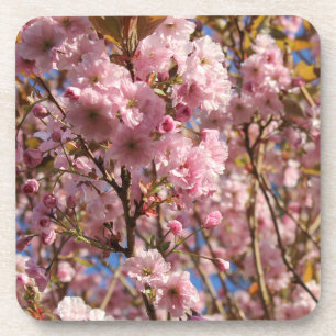 Die helle Frühlingsfarbe der Kirschblüte Getränkeuntersetzer