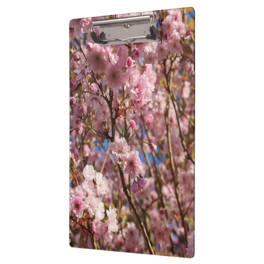 Die helle Frühlingsfarbe der Kirschblüte Klemmbrett (Links)