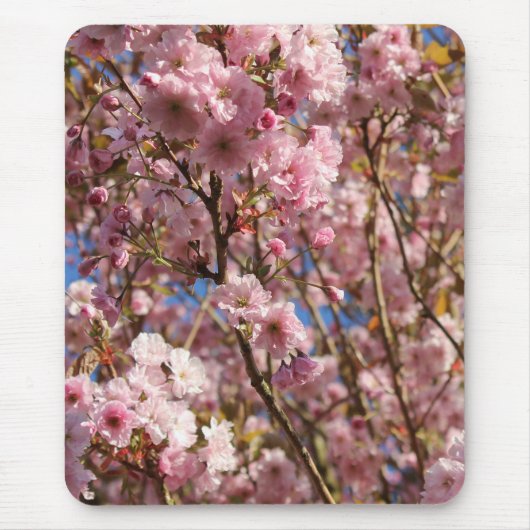 Die helle Frühlingsfarbe der Kirschblüte Mousepad (Vorne)