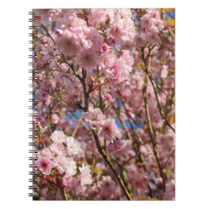 Die helle Frühlingsfarbe der Kirschblüte Notizblock