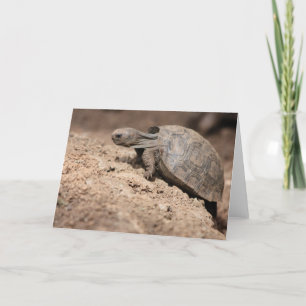 Die Herausforderung der Schildkröte Karte