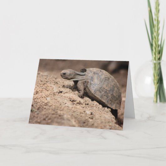 Die Herausforderung der Schildkröte Karte (Vorderseite)