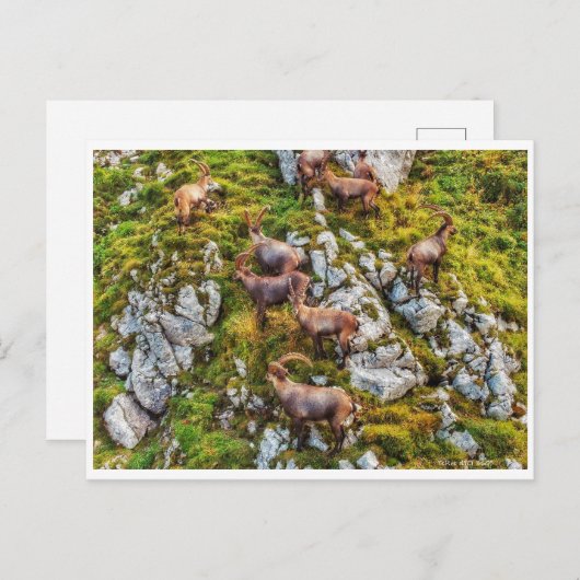 Die Herde der Steinböcke Postkarte (Vorne/Hinten)