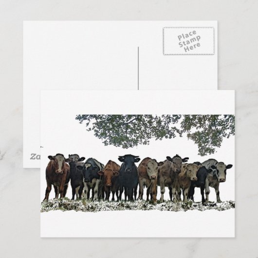 Die Herde Postkarte (Vorne/Hinten)