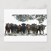 Die Herde Postkarte (Vorderseite)