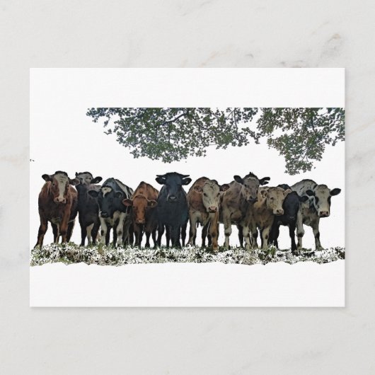 Die Herde Postkarte (Vorderseite)