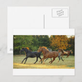 Die Herde Postkarte (Vorne/Hinten)