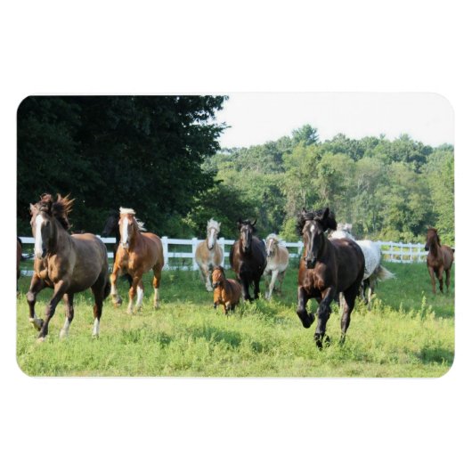 Die Herde und der Herdmaster Magnet (Horizontal)