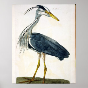 Die Heron (Ardea cinerea) Platte von "The British Poster
