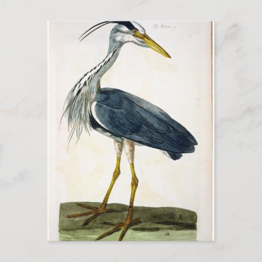 Die Heron (Ardea cinerea) Platte von "The British Postkarte (Vorderseite)