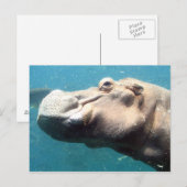 Die Hippo-Postkarte Postkarte (Vorne/Hinten)