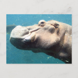 Die Hippo-Postkarte Postkarte