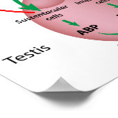 Die Hodenachse des Gehirns, Pubertät bei Männern,  Poster (Ecke)