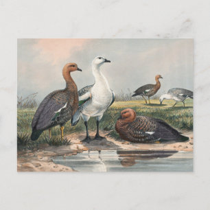 Die Höhen-Gans von Joseph Wolf Postkarte