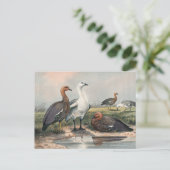 Die Höhen-Gans von Joseph Wolf Postkarte (Stehend Vorderseite)