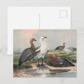 Die Höhen-Gans von Joseph Wolf Postkarte (Vorne/Hinten)