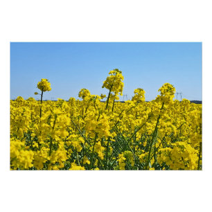 Die Horizontlinie - Farben der wilden Natur Rumäni Poster