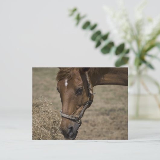 DIE HORSFLÜCHTUNG POSTKARTE (Stehend Vorderseite)