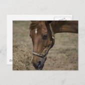 DIE HORSFLÜCHTUNG POSTKARTE (Vorne/Hinten)