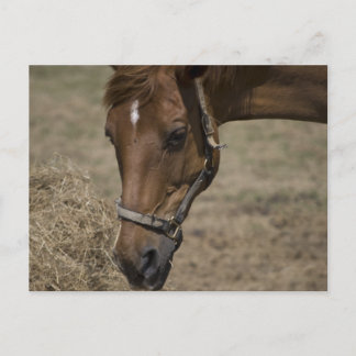 DIE HORSFLÜCHTUNG POSTKARTE