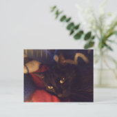 Die hübscheste Katze in der Welt Postkarte (Stehend Vorderseite)