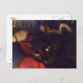Die hübscheste Katze in der Welt Postkarte (Vorne/Hinten)