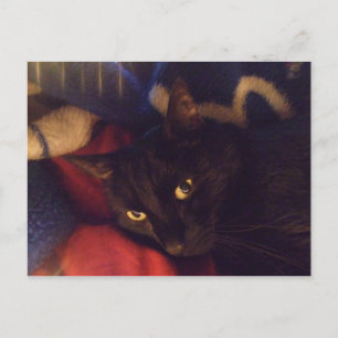 Die hübscheste Katze in der Welt Postkarte