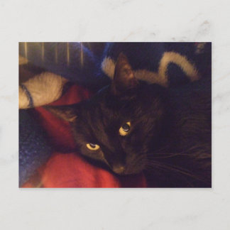 Die hübscheste Katze in der Welt Postkarte