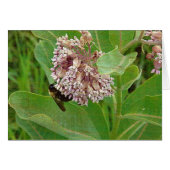Die Hummelbiene auf der Milkweed (Vorderseite (Horizontal))