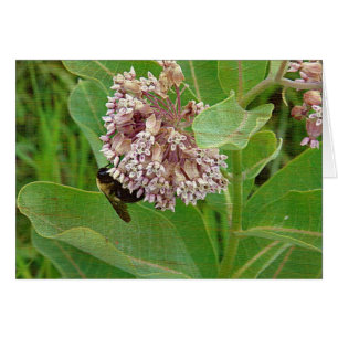 Die Hummelbiene auf der Milkweed