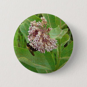 Die Hummelbiene auf der Milkweed Button