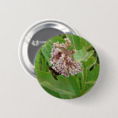 Die Hummelbiene auf der Milkweed Button (Vorne & Hinten)