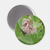 Die Hummelbiene auf der Milkweed Magnet (Vorderseite/Rückseite)