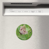 Die Hummelbiene auf der Milkweed Magnet (In Situ (Geschirrspüler))