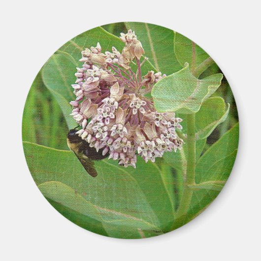 Die Hummelbiene auf der Milkweed Magnet (Vorne)