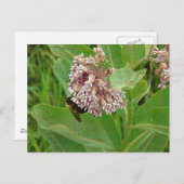 Die Hummelbiene auf der Milkweed Postkarte (Vorne/Hinten)