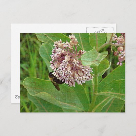Die Hummelbiene auf der Milkweed Postkarte (Vorne/Hinten)