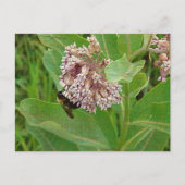 Die Hummelbiene auf der Milkweed Postkarte (Vorderseite)