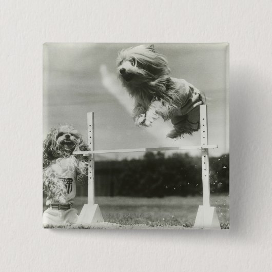 Die Hunde springend über MiniaturBar des hohen Button (Vorderseite)