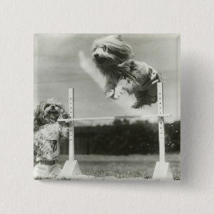 Die Hunde springend über MiniaturBar des hohen Button