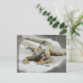 Die Iguana in Ecuador Postkarte (Stehend Vorderseite)