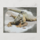 Die Iguana in Ecuador Postkarte (Vorderseite)