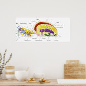 Die innere Anatomie einer Frau mit zwei Löchern Poster (Küche)