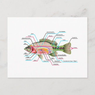 Die inneren Organe der Fische Vector Art Diagramm Postkarte
