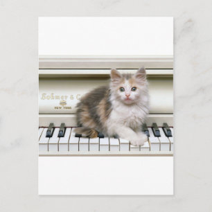 Die Ivorys Kitten kitzeln Postkarte