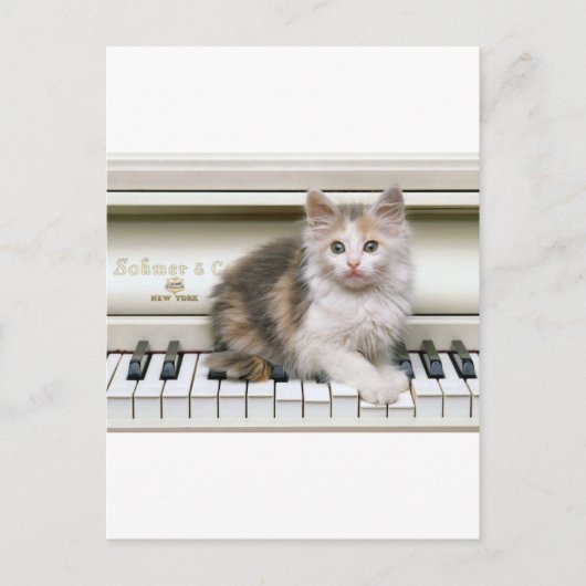Die Ivorys Kitten kitzeln Postkarte (Vorderseite)