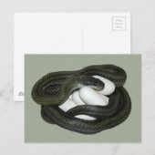Die japanische Ratten-Schlange, schönes und Postkarte (Vorne/Hinten)