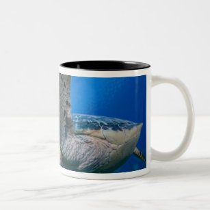 Die Kaimaninseln, kleine Kaiman-Insel, Unterwasser Zweifarbige Tasse