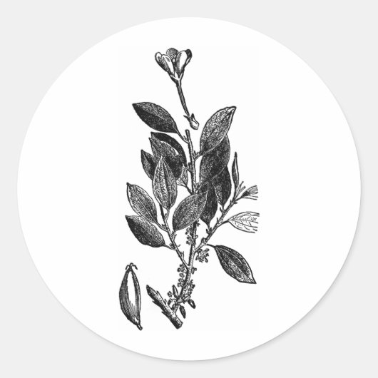 Die Kakao-Pflanze (Rohschokolade) Runder Aufkleber (Vorderseite)